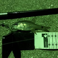 五島でロックフィッシュのライド オン パレード！